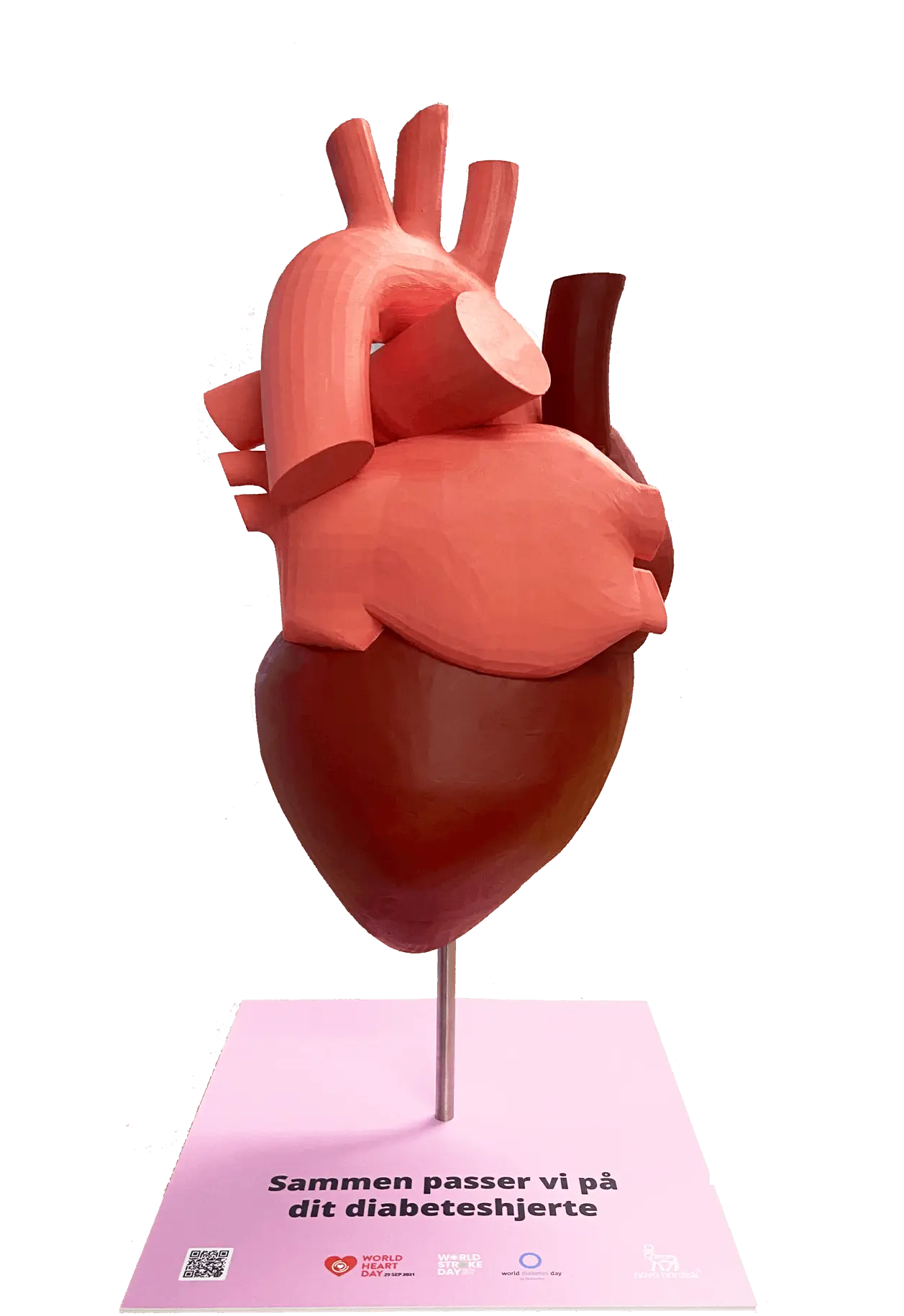 3D-printet anatomisk hjertemodel